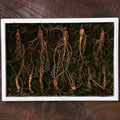 Owner Clan Best Seller TC VDG Mountain Ginseng 7-year-old root Small-Medium 7 Roots Basic Packaging 