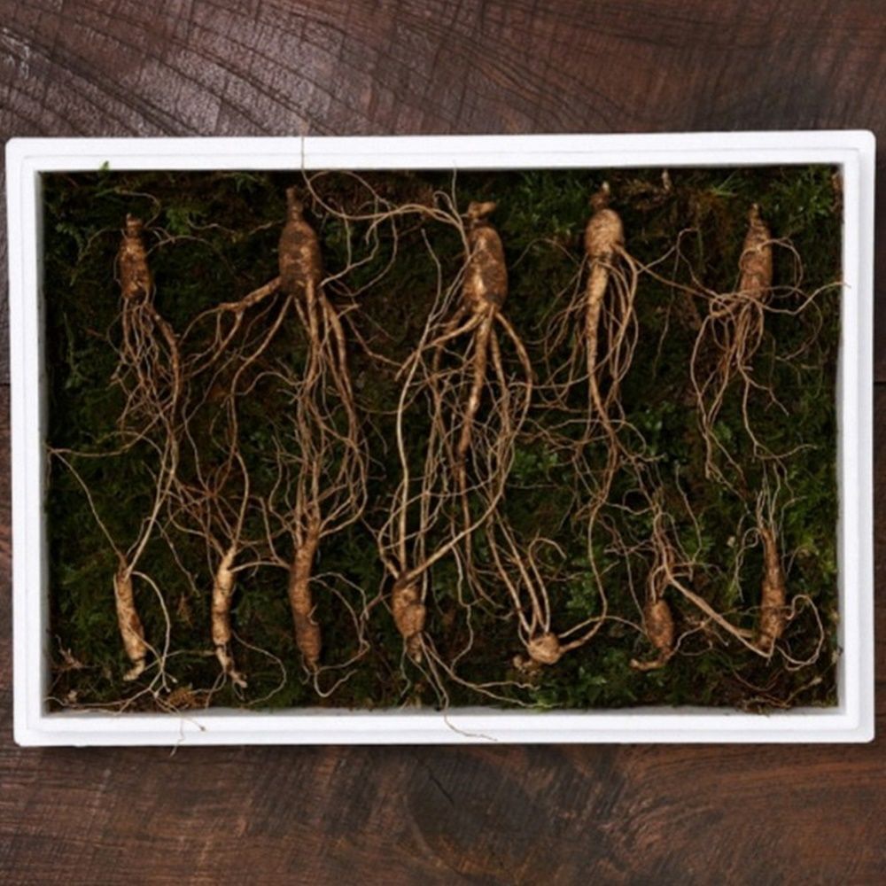 Owner Clan Best Seller TC VDG Mountain Ginseng 7-year-old root Small-Medium 7 Roots Basic Packaging 