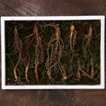 Ownerclan Popular Product TC VDG Siberian Ginseng 7-year-root Medium-Large 12-tubers Vacuum-sealed G