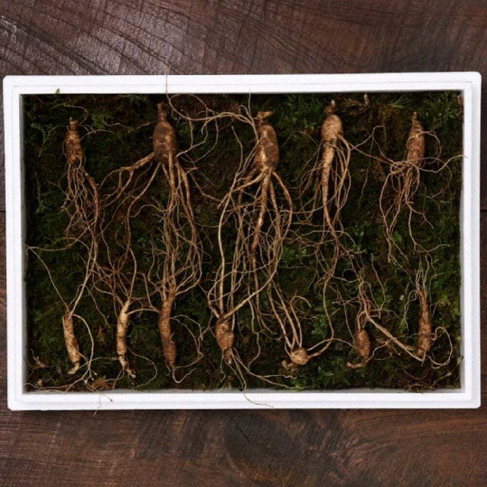 Ownerclan Popular Product TC VDG Siberian Ginseng 7-year-root Medium-Large 12-tubers Vacuum-sealed G