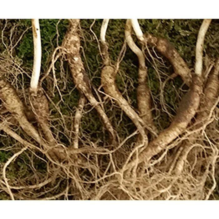 VY Co Ltd JHQSN7YH52EE Wild Grown Wild Ginseng 10 3 Roots 30313690A