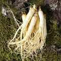 KATYALPHA Shopping [Farm-to-Table] Jinsan Golden Farm Ginseng Cleansed Whole Root (Small) 700g