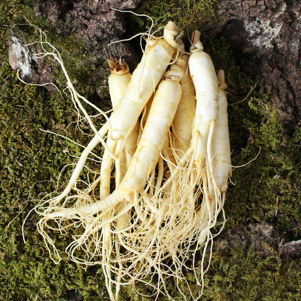 KATYALPHA Shopping [Farm-to-Table] Jinsan Golden Farm Ginseng Cleansed Whole Root (Small) 700g