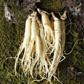 KT Alpha Shopping Direct from Source Geumsan Golden Farm Washed Small Korean Red Ginseng for Red Gin