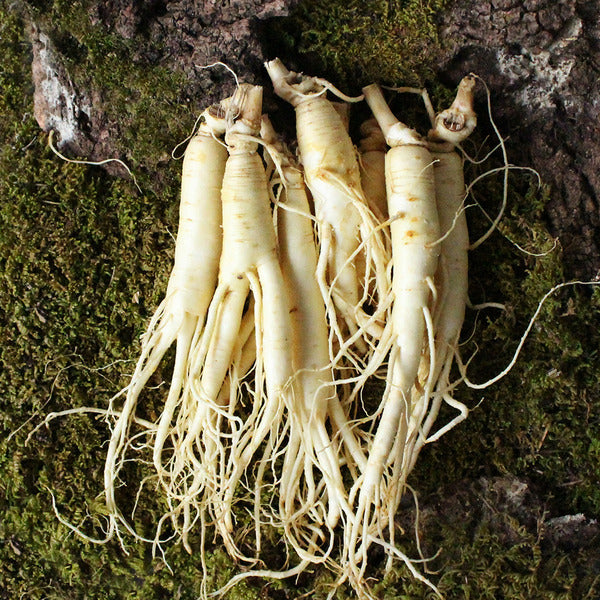 KT Alpha Shopping Direct from Source Geumsan Golden Farm Washed Small Korean Red Ginseng for Red Gin