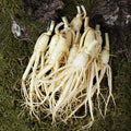 KATYALPHASHOPPING Fresh Jinsan Golden Farm Ginseng Cleansed Small Yenbae 700g