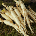 KTR Alpha Shopping Direct from Farm Geumsan Golden Farm Samgyetang/Galbitang Grade Ginseng (Medium) 