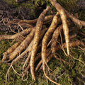 KT Alpha Shopping Geumsan Golden Farm Ginseng (Small) 750g for Samgyetang/Galbitang