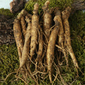 KT Alpha Shopping Direct from Farm Geumsan Hwanggeum Farm Ginseng (Medium) 750g for Samgyetang/Galbi